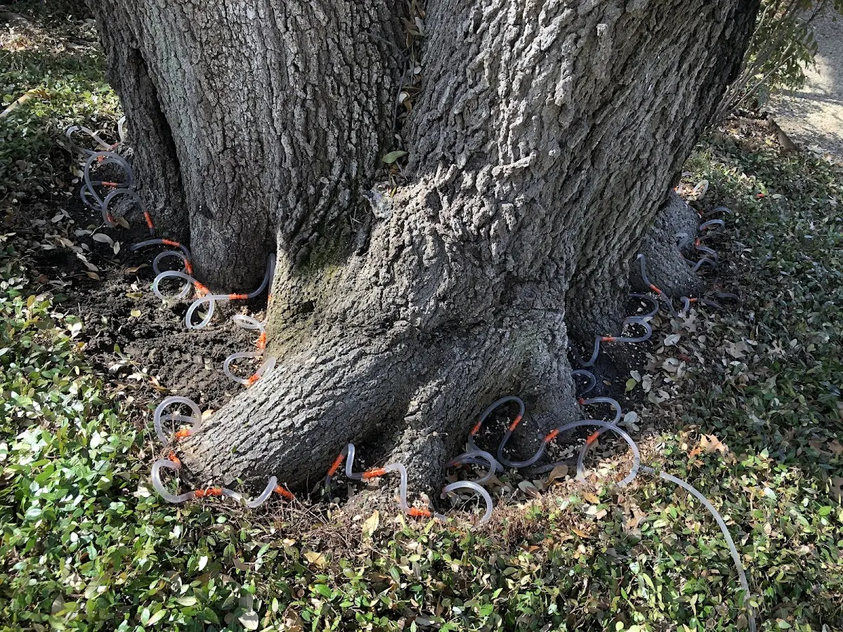 Detailed Tree Cabling and Bracing job site in Rowlesburg