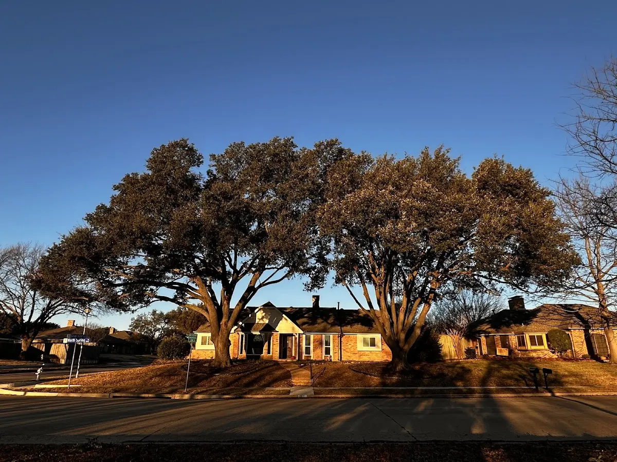 Established residential canopy tree shading a home in Rowlesburg